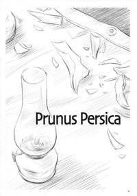 Prunus Persica 7